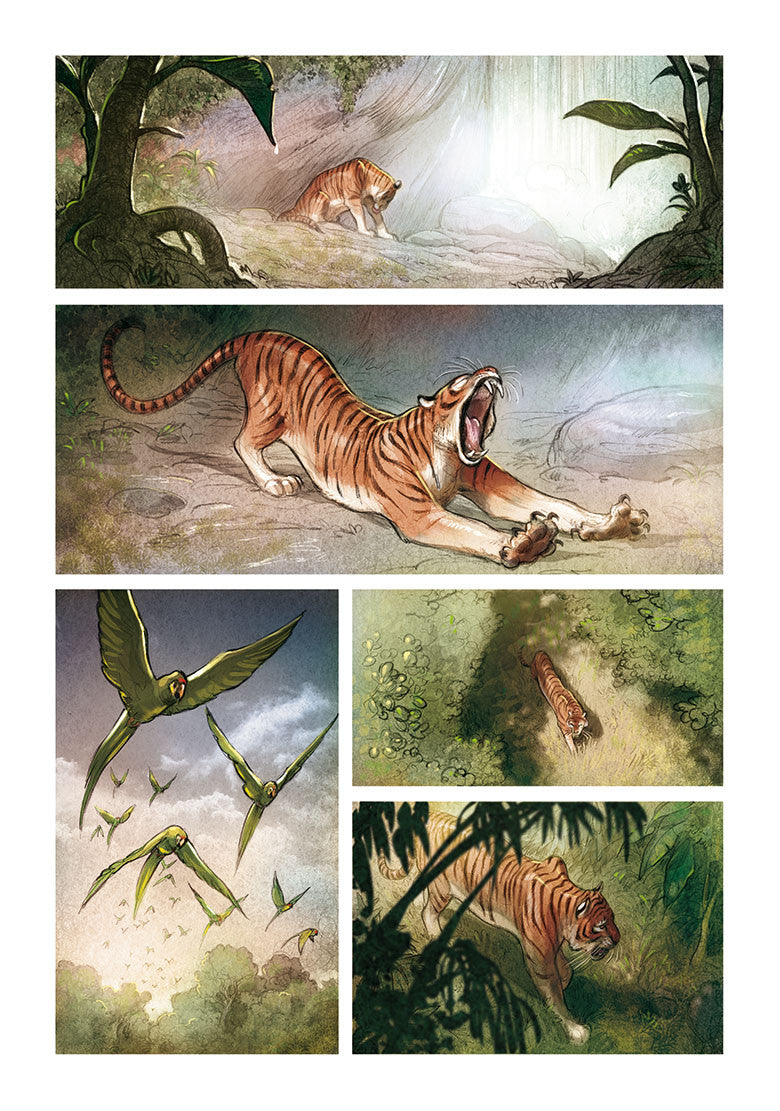 LOVE: THE TIGER, by Brrémaud & Bertolucci