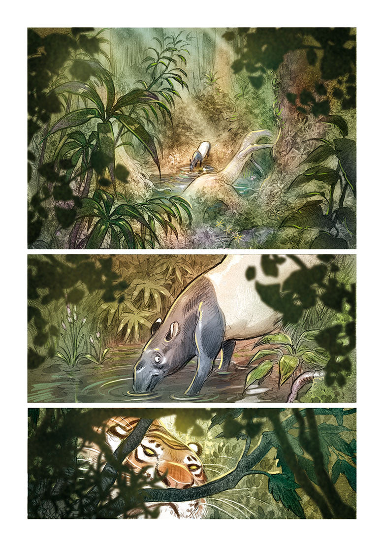 LOVE: THE TIGER, by Brrémaud & Bertolucci