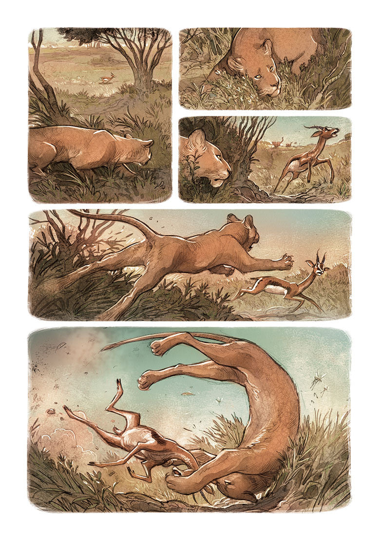 LOVE: THE LION, by Brrémaud & Bertolucci